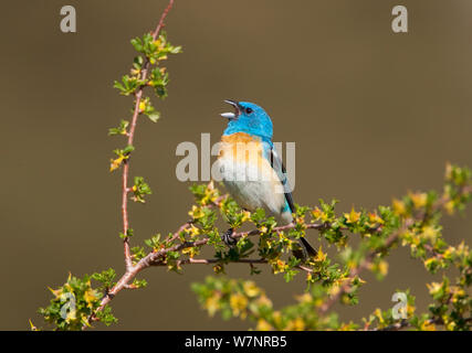 Lazuli Bunting (Passerina Amoena) männliche Zucht im Gefieder, Gesang, Mono Lake Basin, Kalifornien, USA. Juli. Stockfoto