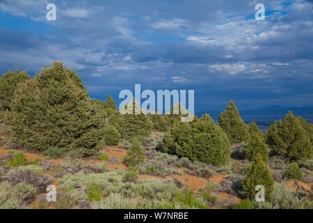 Single-leaf pinyon Kiefer (Pinus monophylla) Bäumen, mit dramatischen Wolken im Spätsommer Mono Lake Basin, Kalifornien, USA, Juli. Stockfoto