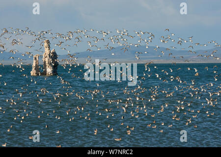 Wilson's Phalaropes (Phalaropus tricolor) große Herde Schwimmen / im Flug in der Nähe der Küste am Mono Lake, tuffstein Formationen im Hintergrund, Ende Juli, Mono Lake, Kalifornien, USA. Juli. Stockfoto