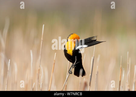 Yellow-headed blackbird (Xanthocephalus xanthocephalus) männliche Zucht im Gefieder, putzt seinen Flügel, Mono Lake Basin, Kalifornien, USA, Juni. Stockfoto