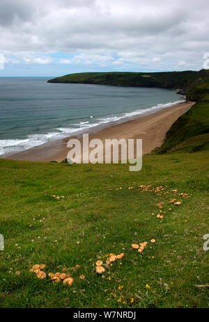 Ring von Pilzen auf der Landspitze über dem Strand von Porth Ceiriad, Llyn, Wales, Juli 2912 Stockfoto