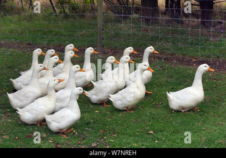 Aylesbury Enten (Anas platyrhynchos) Freilandhaltung auf Norfolk Kleinfarm. Stockfoto