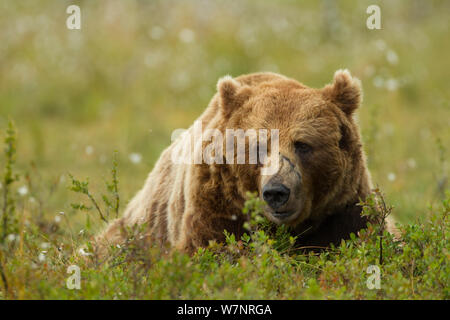 Braunbär (Ursus arctos) männlich auf der Wiese. Finnland, Juli. Stockfoto
