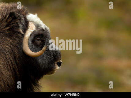 Moschusochsen (Ovibos moschatus) Kopf im Profil. Nationalpark Dovrefjell, Norwegen, September. Stockfoto