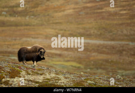 Moschusochsen (Ovibos moschatus) in offenen Berg Grasland. Nationalpark Dovrefjell, Norwegen, September. Stockfoto