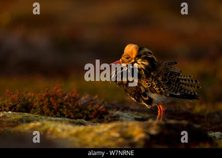 Kampfläufer (Philomachus pugnax) Männliche anzeigen. Varanger, Norwegen, Juni. Stockfoto