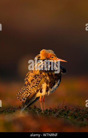 Kampfläufer (Philomachus pugnax) Männliche anzeigen. Varanger, Norwegen, Juni. Stockfoto