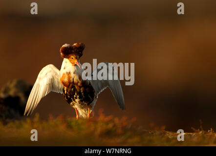 Kampfläufer (Philomachus pugnax) Männliche anzeigen. Varanger, Norwegen, Juni. Stockfoto