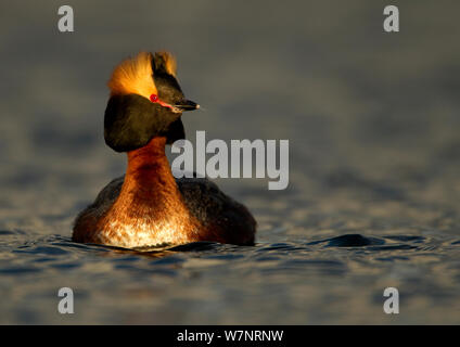 Slawonische Haubentaucher (Podiceps auritus) auf Wasser in der Zucht Gefieder. Island, Juni. Stockfoto