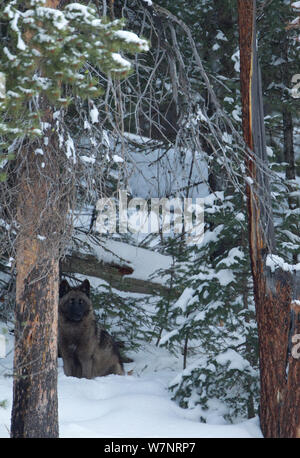 Wolf (Canis lupus), sitzt im Schnee. Yellowstone, USA, Februar. Stockfoto