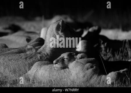 Marsh Stolz Löwen (Panthera leo) nachts zu schlafen, Masai Mara, Kenia, mit Infrarot-Kamera aufgenommen, September Stockfoto