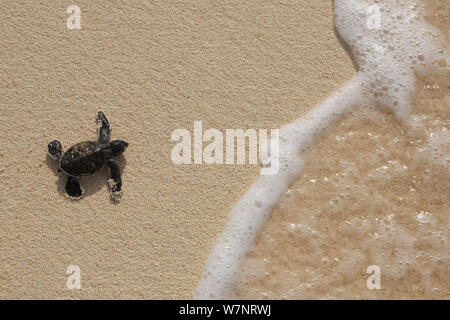 Grüne Meeresschildkröte (Chelonia mydas) Hatchling", Position heraus zum Meer, Raine Island, Great Barrier Reef, Australien. Raine Island ist die größte und wichtigste grüne Meeresschildkröte Nistplatz in der Welt, mit über 14.000 Schildkröten nisten auf dem Kleinen coral Sand Cay in einer Saison. Stockfoto