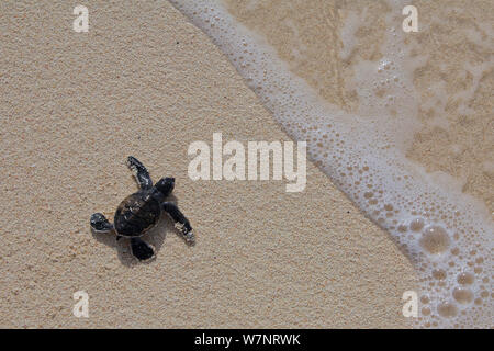 Grüne Meeresschildkröte (Chelonia mydas) Hatchling", Position heraus zum Meer, Raine Island, Great Barrier Reef, Australien. Raine Island ist die größte und wichtigste grüne Meeresschildkröte Nistplatz in der Welt, mit über 14.000 Schildkröten nisten auf dem Kleinen coral Sand Cay in einer Saison. Stockfoto