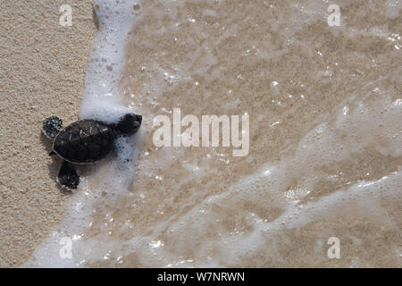 Grüne Meeresschildkröte (Chelonia mydas) Hatchling", Position heraus zum Meer, Raine Island, Great Barrier Reef, Australien. Raine Island ist die größte und wichtigste grüne Meeresschildkröte Nistplatz in der Welt, mit über 14.000 Schildkröten nisten auf dem Kleinen coral Sand Cay in einer Saison. Stockfoto