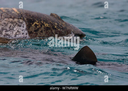 Tigerhai (Galeocerdo cuvier) fin brechen die Oberfläche, Essen eine tote Green Turtle, Raine Island, Great Barrier Reef, Australien. Stockfoto