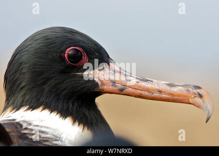 Weniger Frigate juvenile (fregata Ariel) Raine Island National Park, Great Barrier Reef, Australien. Stockfoto