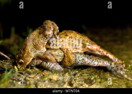 Zwei männliche Gemeinsamen europäischen Kröten (Bufo bufo) in Wettbewerb zu Paaren mit der gleichen Frau, Belgien, März. Stockfoto