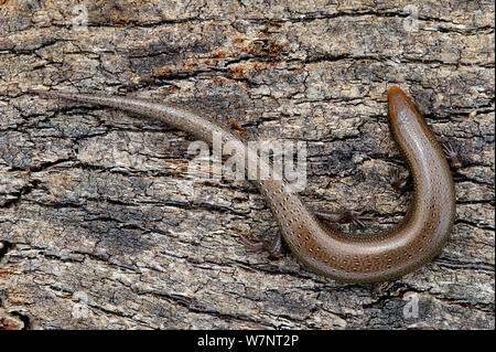 Die bedriaga Skink (Chalcides bedriagai) am Stück Korkrinde, Extremadura, Spanien, April. Stockfoto