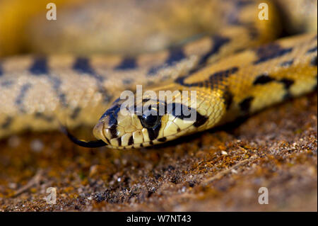 Porträt eines Jugendlichen Leiter Schlange (Rhinechis scalaris) Zunge streichen, Spanien, April. Stockfoto