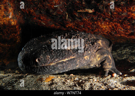 Japanischer Riesensalamander (Andrias japonicus) Porträt, Hino Fluss, Tottori, Japan, August. Stockfoto