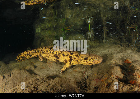 Japanischer Riesensalamander (Andrias japonicus) Hino Fluss, Tottori, Japan, September. Stockfoto