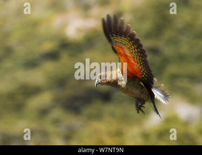 Kea (Nestor notabilis) im Flug, Arthur's Pass, Neuseeland. Vulberable Arten. November. Stockfoto