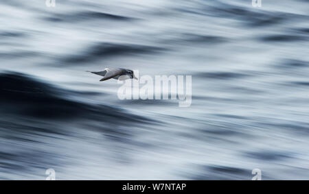 Breite-billed Prion (Pachyptila vittata) flying low über Meer in der Nähe von Snares Inseln, Neuseeland. November. Stockfoto