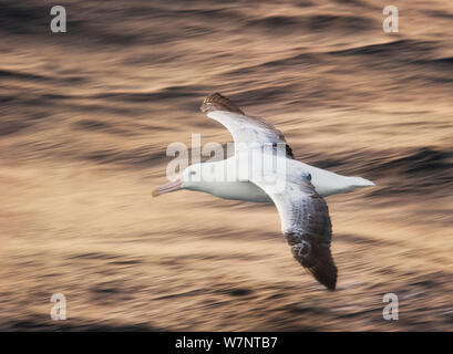 Südliche Royal Albatross (Diomedea epomophora) im Flug niedrig über den Ozean, Auckland Island, Neuseeland. November. Stockfoto