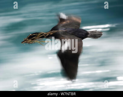 Auckland Shag (Leucocarbo/Phalacrocorax colensoi) im Flug mit Pflanzenmaterial im Schnabel. Auckland Islands, Neuseeland. November. Stockfoto