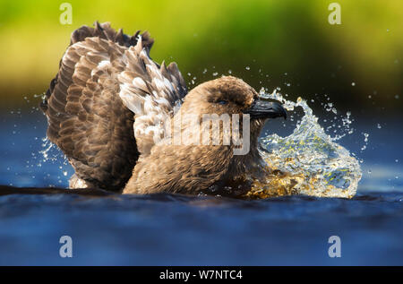 Braune Skua (Stercorarius Antarcticus) Baden, Auckland-Inseln. Neuseeland. November. Stockfoto