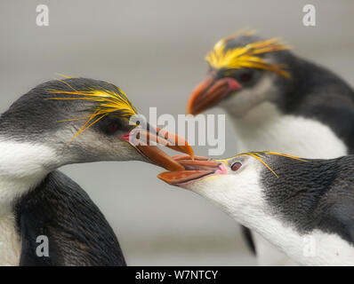 Royal Pinguine (Eudyptes schlegeli) kämpfen, Macquarie Island, Sub-Antarctic Australien. November. Stockfoto