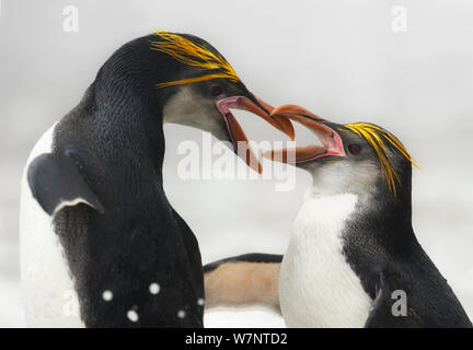 Royal Penguin (Eudyptes schlegeli) kämpfen, Macquarie Island, Sub-Antarctic Australien. November. Stockfoto