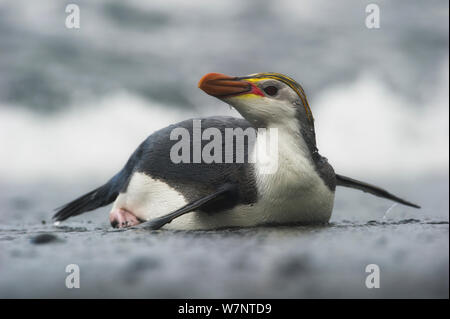 Royal Penguin (Eudyptes schlegeli) am Strand, Macquarie Island, Sub-Antarctic Australien. November. Stockfoto