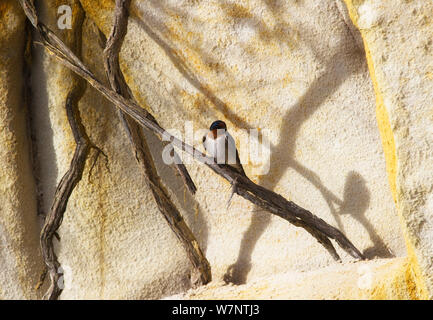 Willkommen Schlucken (Argynnis neoxena) mit Schatten, Tasmanien thront. Dezember. Stockfoto