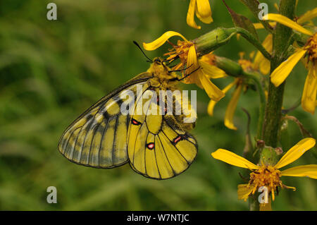 Männliche Eversmann des parnassian (clossiana eversmanni) nectaring auf Blumen, Primorski krai, Russischen Fernen Osten, Juli. Stockfoto