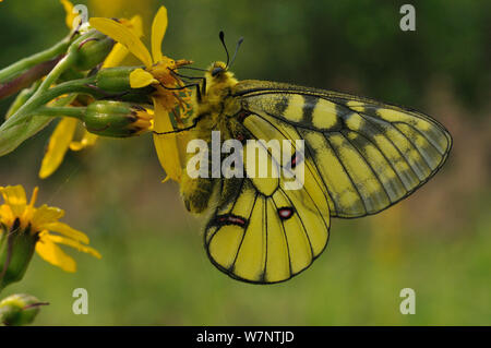 Männliche Eversmann des parnassian (clossiana eversmanni) nectaring auf Blumen, Primorski krai, Russischen Fernen Osten, Juli. Stockfoto