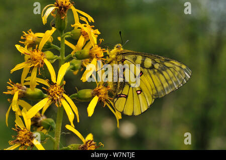 Männliche Eversmann des parnassian (clossiana eversmanni) nectaring auf Blumen, Primorski krai, Russischen Fernen Osten, Juli. Stockfoto