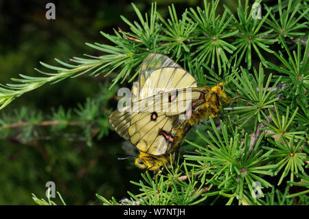 Passende paar Eversmann des parnassian (clossiana eversmanni) Schmetterlinge, Primorski krai, Russischen Fernen Osten, Juli. Stockfoto