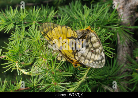 Passende paar Eversmann des parnassian (clossiana eversmanni) Schmetterlinge, Primorski krai, Russischen Fernen Osten, Juli. Stockfoto