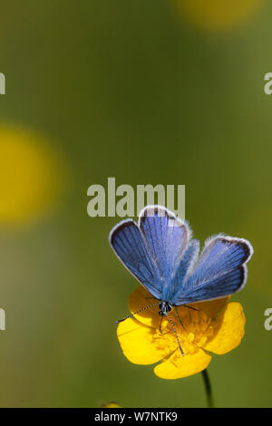 Mazarine blue butterfly (Polyommatus Semiargus) auf Hahnenfuß, Karlskoga, Schweden. Juni. Stockfoto