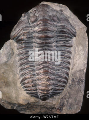 Gut erhaltene fossile von trilobit Dudley locust (Calymene blumenbachii) aus dem Silur Zeitraums in den Wenlock Kalkstein der Zaunkönige Nest Hill, Dudley gefunden. Stockfoto