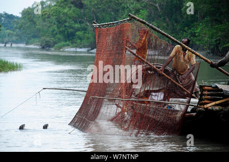 Fischotter (Lutra perspicillata in traditionellen Fangmethoden verwendet). Die Sundarbans Nationalpark, dem größten Mangrove in der Welt. Bangladest, UNESCO-Weltkulturerbe. Juni 2012. Stockfoto