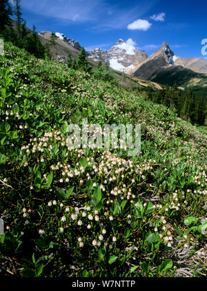 White Mountain Heather (Cassiope mertensiana) in Blume am Berghang im Banff Nationalpark, Rocky Mountains, Alberta, Kanada wachsenden Stockfoto