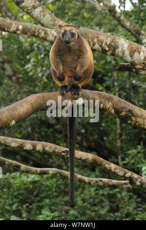 Lumholtz's Tree Kangaroo (Dendrolagus lumholtzi) Mann auf Baum gehockt. Queensland, Australien, November. Stockfoto