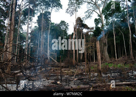 Slash und die landwirtschaftliche Tätigkeit brennen außerhalb der Stadt von Bayanga, ironisch, wo Zentrale für Dzanga-Ndoki-Nationalpark liegt im Süden der Zentralafrikanischen Republik, März 2012. Wald Abstand am Ende der Trockenzeit Felder in der Zeit der Vorbereitung auf die Ernte während der "nassen" Jahreszeit. Stockfoto