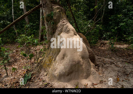 Termite Damm (Macrotermes) in der Nähe von Elephant suhlen Loch und verwendet als Scratch Post durch den Afrikanischen Waldelefanten (Loxodonta africana cyclotis). Agile Mangabey (Cercocebus agilis) vorbei auf Waldboden im Hintergrund. Bai Hokou, Dzanga-Ndoki-Nationalpark, Zentralafrikanische Republik Stockfoto