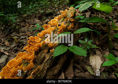 "Boda" Pilze wachsen auf Waldboden, die Ba'Aka Name für ein nicht-essbares, unbekannter Arten von Pilzen im Wald nur nach Beginn der Regenzeit gefunden. Bai Hokou, Dzanga-Ndoki-Nationalpark, Zentralafrikanische Republik. Stockfoto