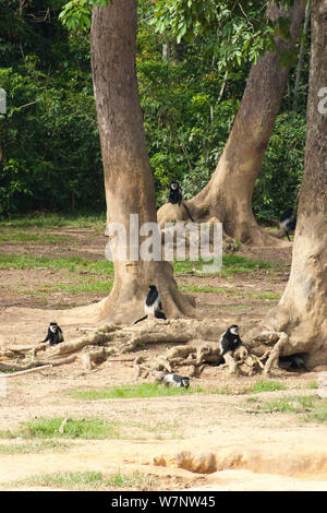 Schwarzen und weißen Guerezas (Colobus guereza) besuchen Regenwald Clearing. Wie viele Arten Wald, diese Primaten besuchen diese Waldlichtungen, um von Mineralien durch Elefanten Aushub unter Wald Tree root Systeme ausgesetzt. Dzanga-Ndoki-Nationalpark, Zentralafrikanische Republik Stockfoto