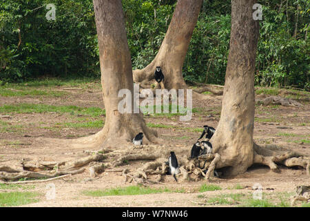 Schwarzen und weißen Guerezas (Colobus guereza) besuchen Regenwald Clearing. Wie viele Arten Wald, diese Primaten besuchen diese Waldlichtungen, um von Mineralien durch Elefanten Aushub unter Wald Tree root Systeme ausgesetzt. Dzanga-Ndoki-Nationalpark, Zentralafrikanische Republik Stockfoto