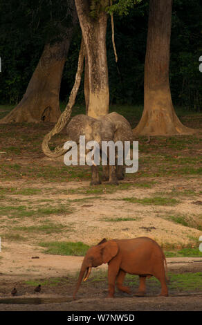 Afrikanischen Waldelefanten (Loxodonta africana cyclotis) Rote Erde wandert infront von Bull Elephant in Dzanga Bai. Die Bai zieht Elefanten aus der ganzen Region und die farbige Variante im Boden und im schlammbad Ablagerungen auf der Haut des Elefanten können signalisieren, dass ein Elefant ist aus einem anderen Bereich des Parks und nicht unbedingt für andere Elefanten besuchen das Clearing zur gleichen Zeit. Dzanga-Ndoki-Nationalpark, Zentralafrikanische Republik Stockfoto